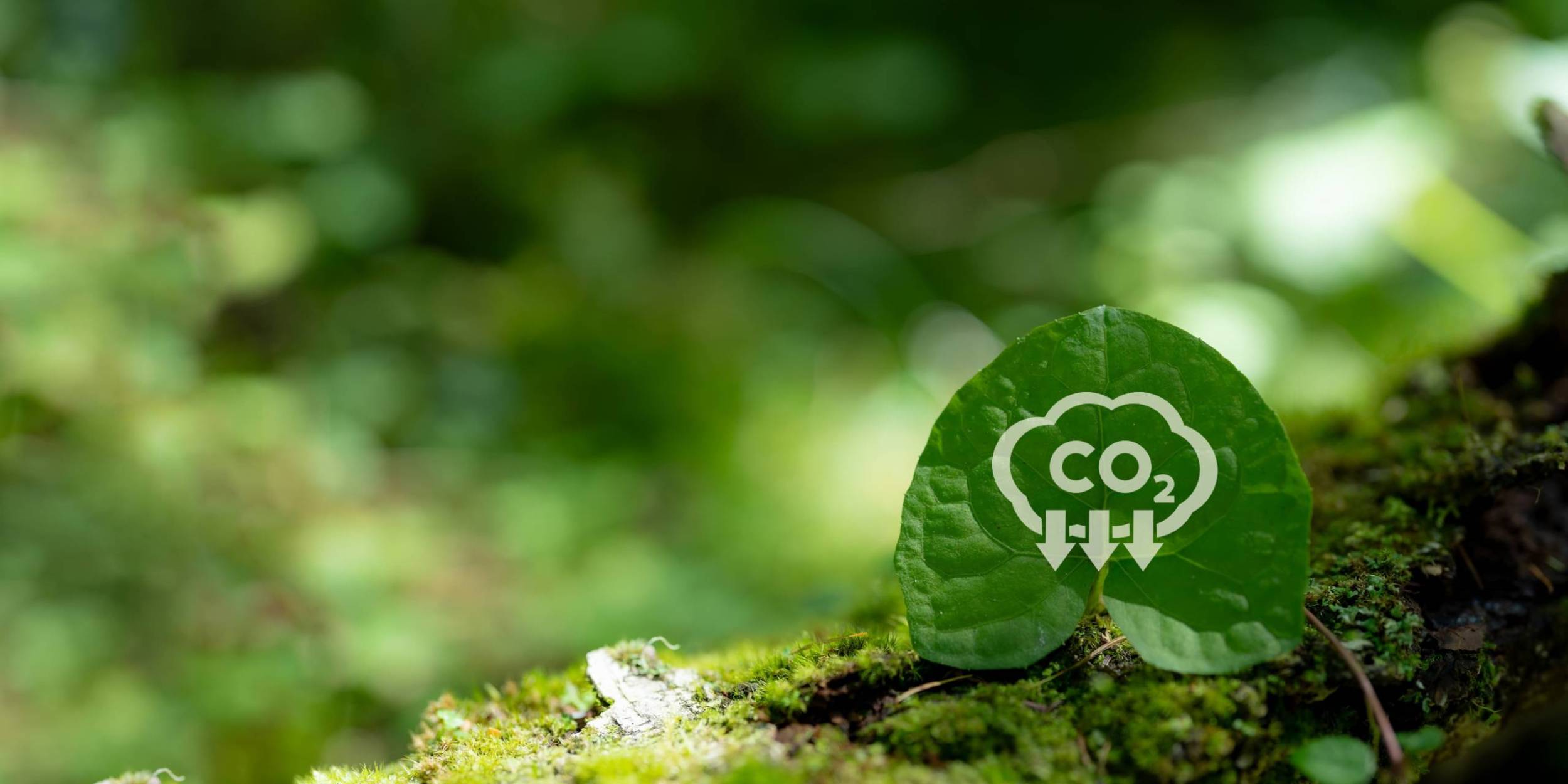 Environmental and Social Impact Assessment (ESIA) Support
